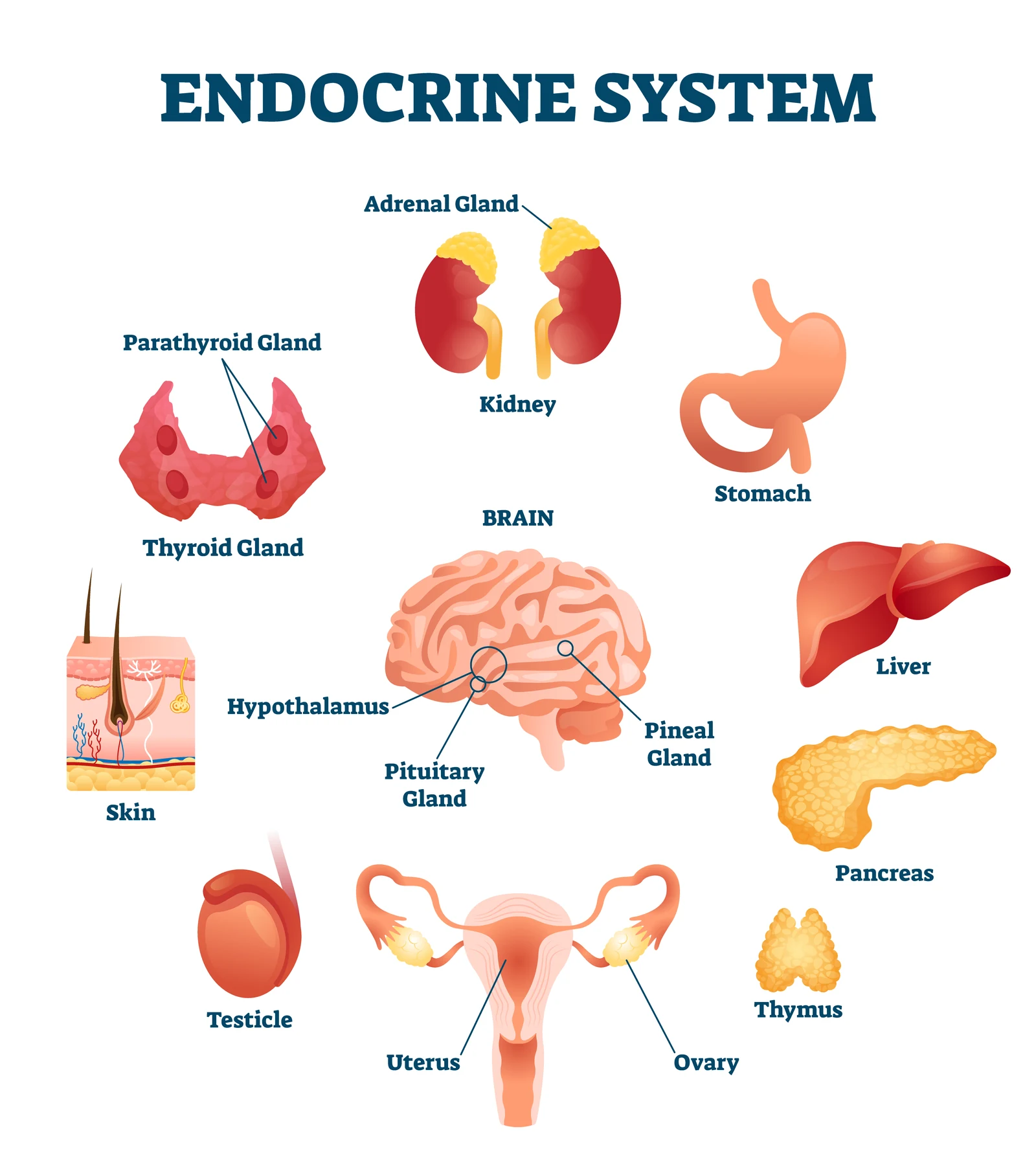Labelled diagram of the endocrine system, including the thyroid, parathyroid and adrenal glands