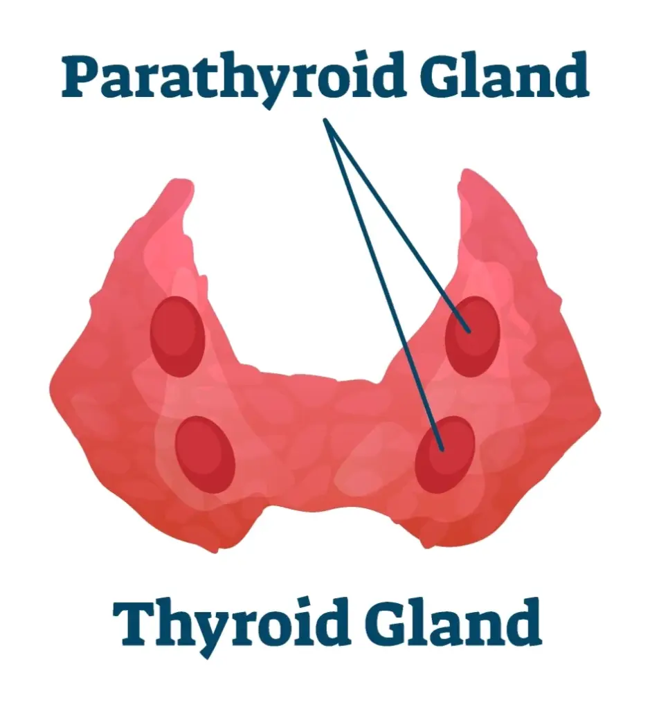 Diagram of the thyroid gland with the four parathyroid glands marked on its back surface