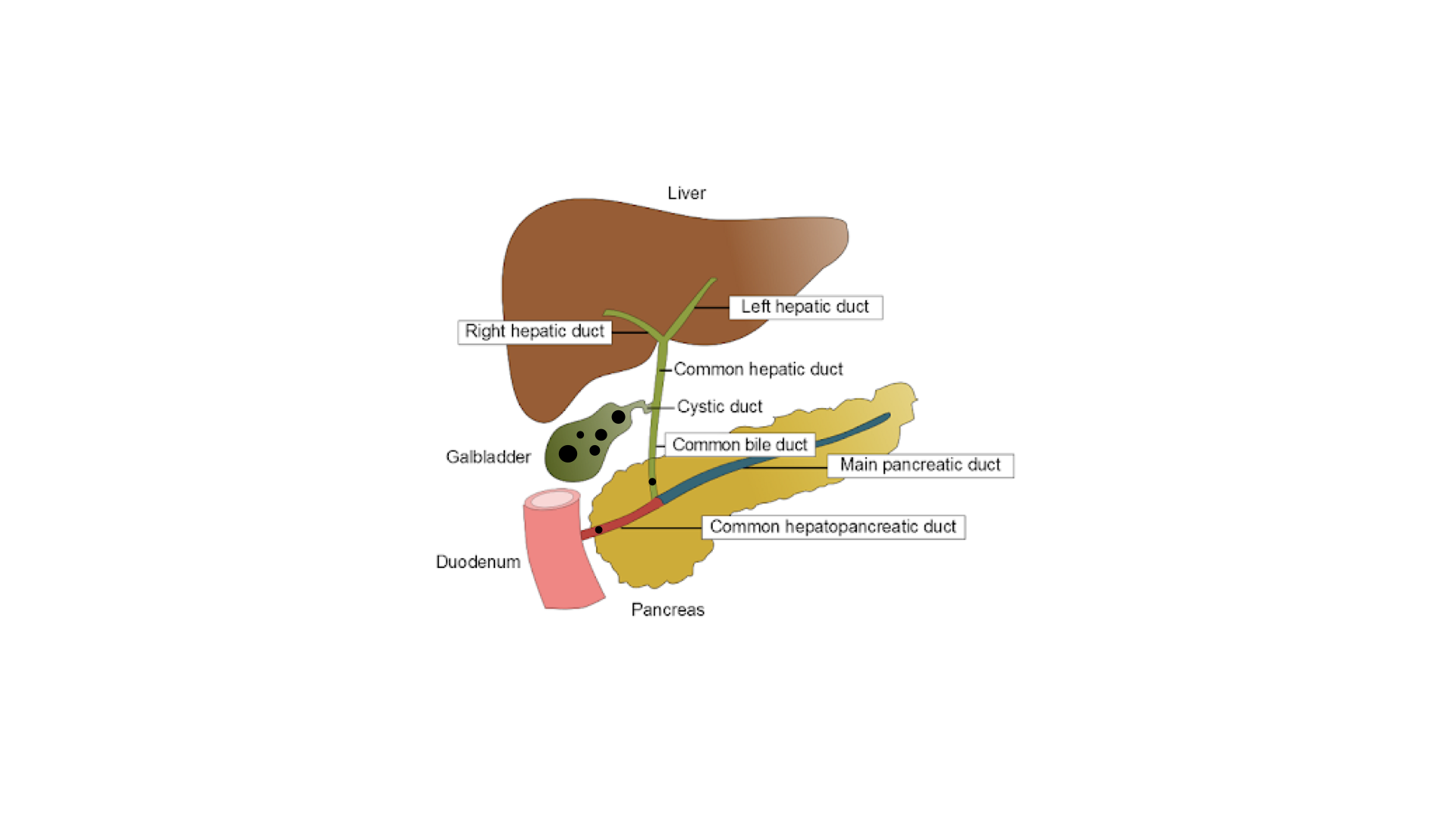 Anatomy of the gallbladder and biliary tree